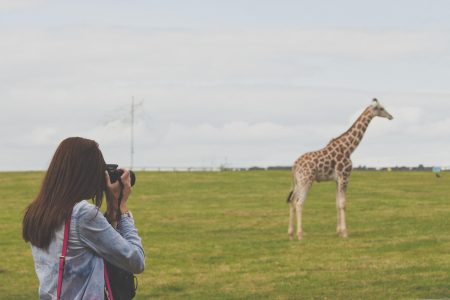 Woman Taking Photos Of A Giraffe