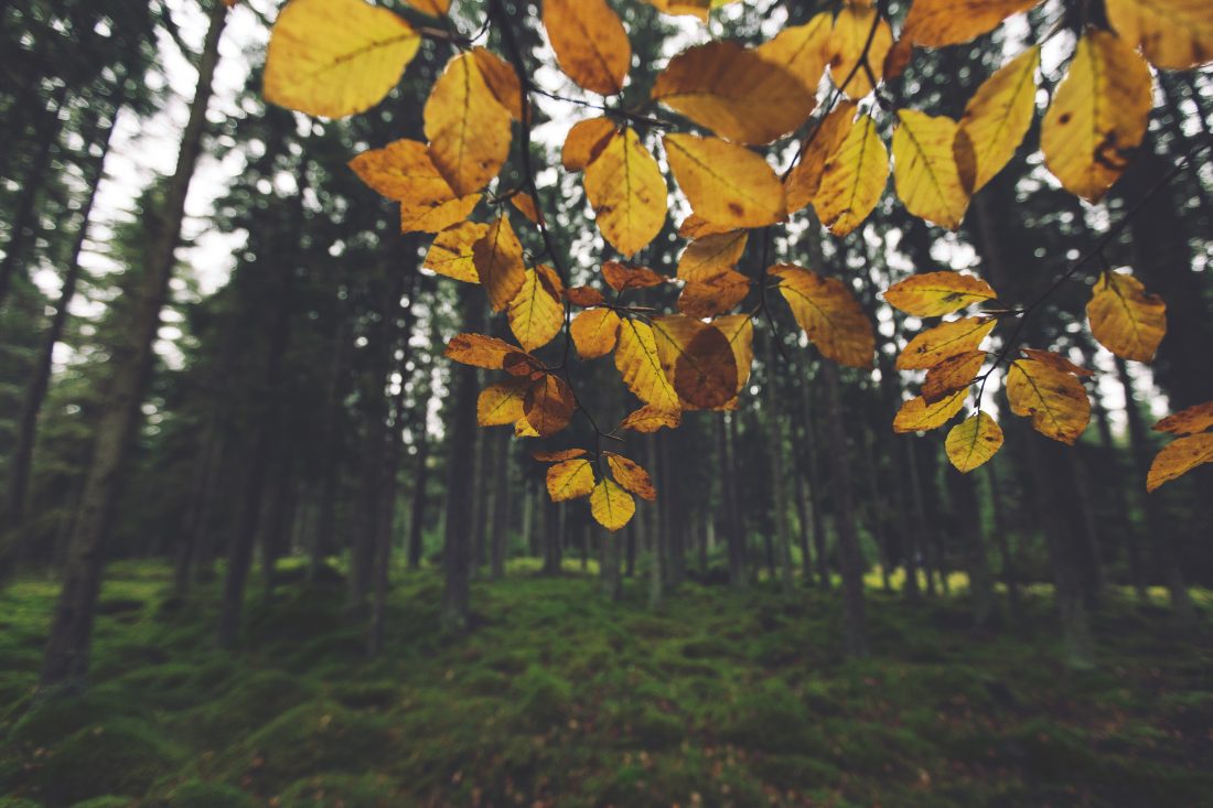 Free stock image of Yellow Bush in Autumn