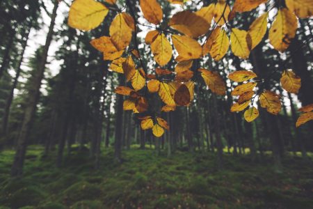 Yellow Bush in Autumn