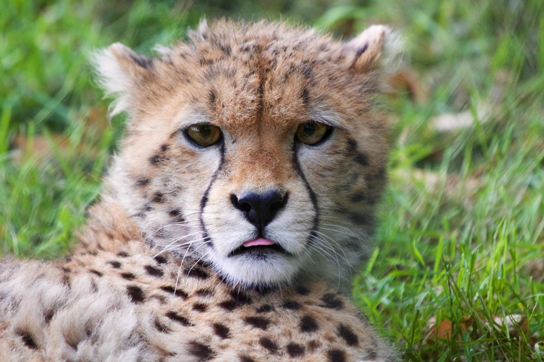 Free stock image of Young Cheetah