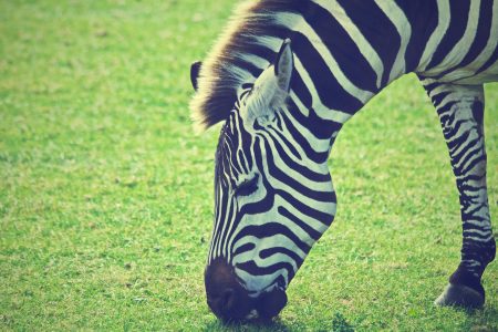 Zebra Spike