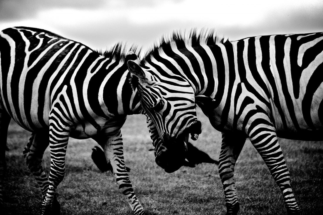 Free stock image of Zebras Clash