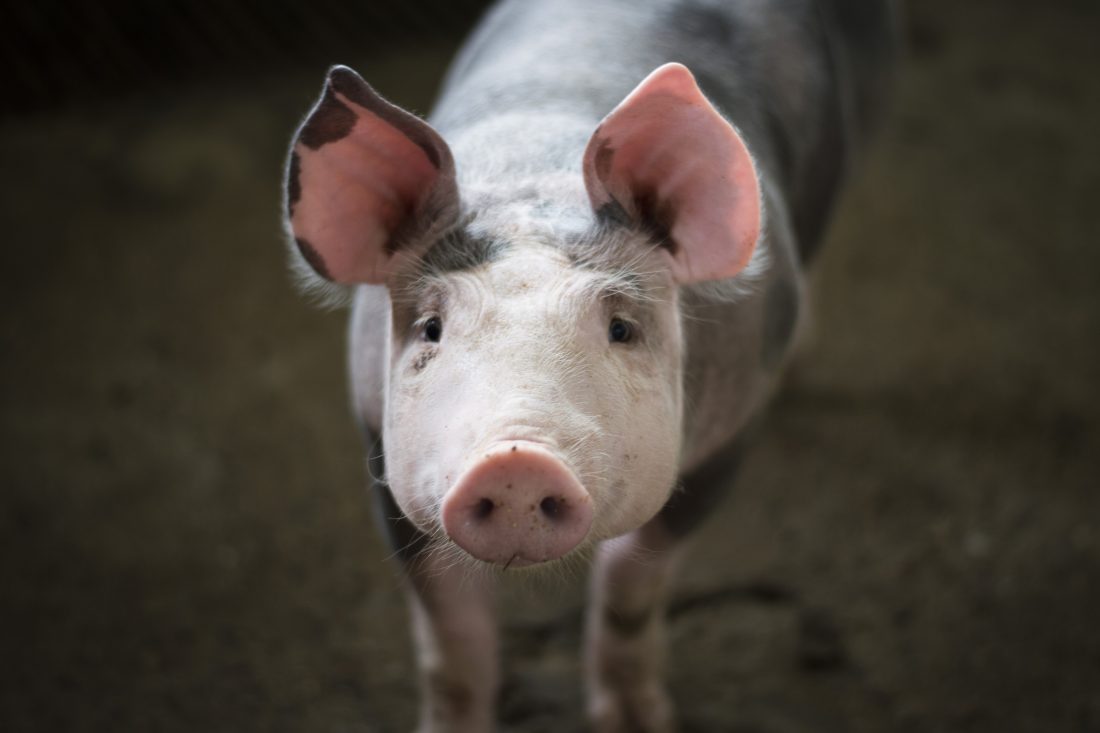Free stock image of Pigs on Farm