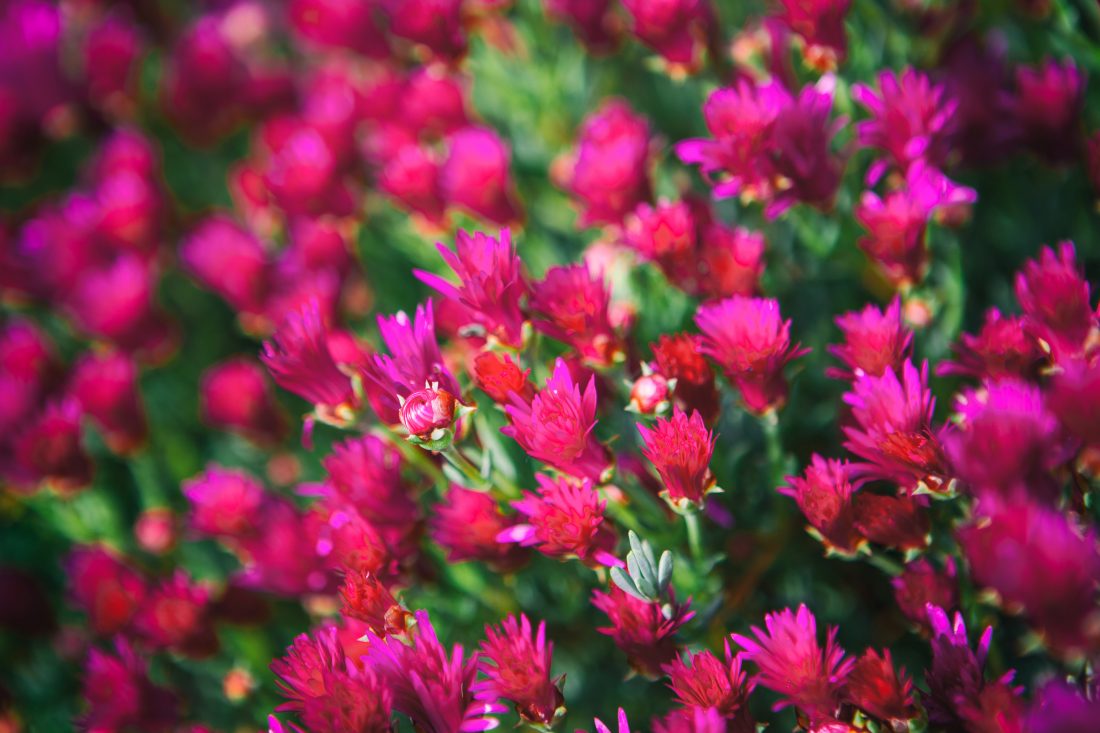 Free stock image of Pink Flowers
