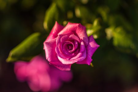 Pink Rose Flower