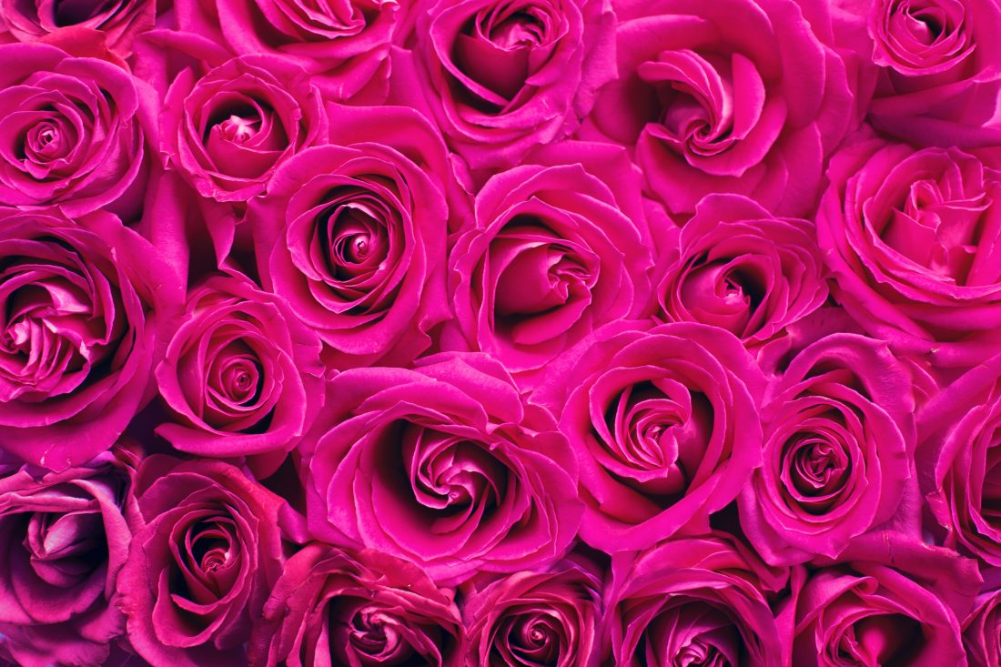 Free stock image of Pink Wedding Flowers
