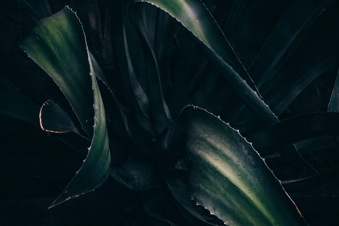 Free stock image of Plant Details