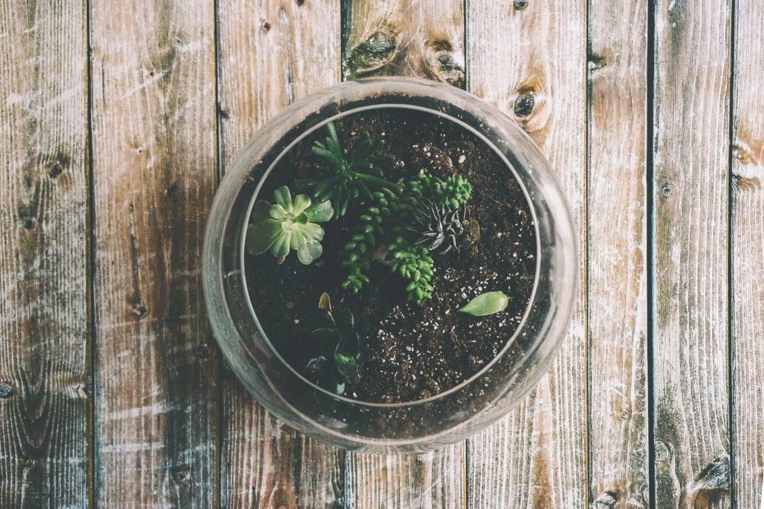 Free stock image of Plant in Pot