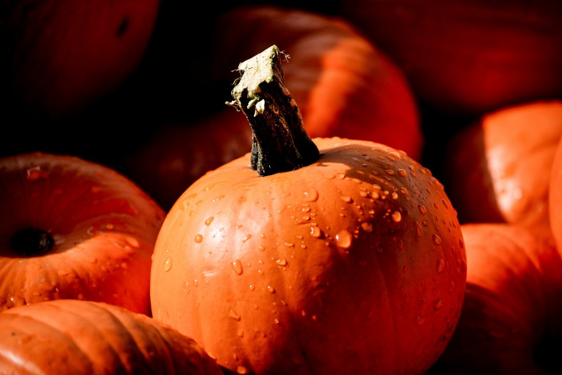 Free stock image of Pumpkin Autumn