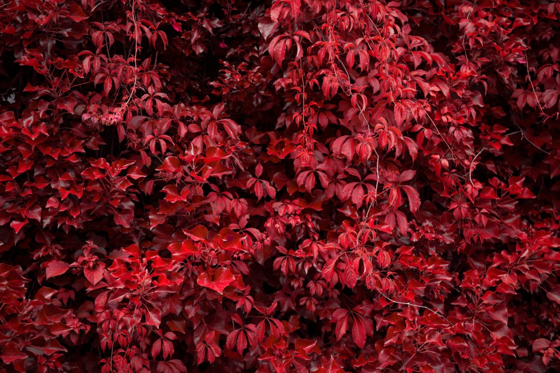 Free stock image of Red Autumn Leaves