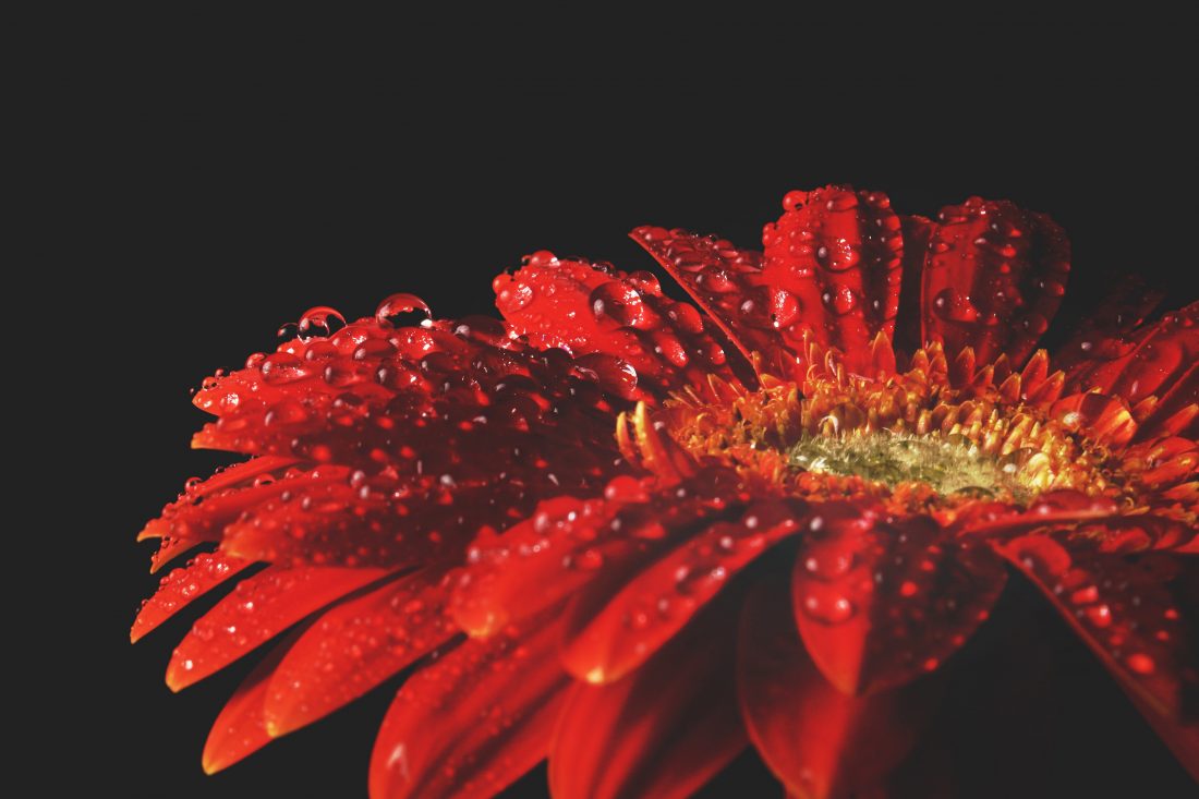 Free stock image of Red Flower