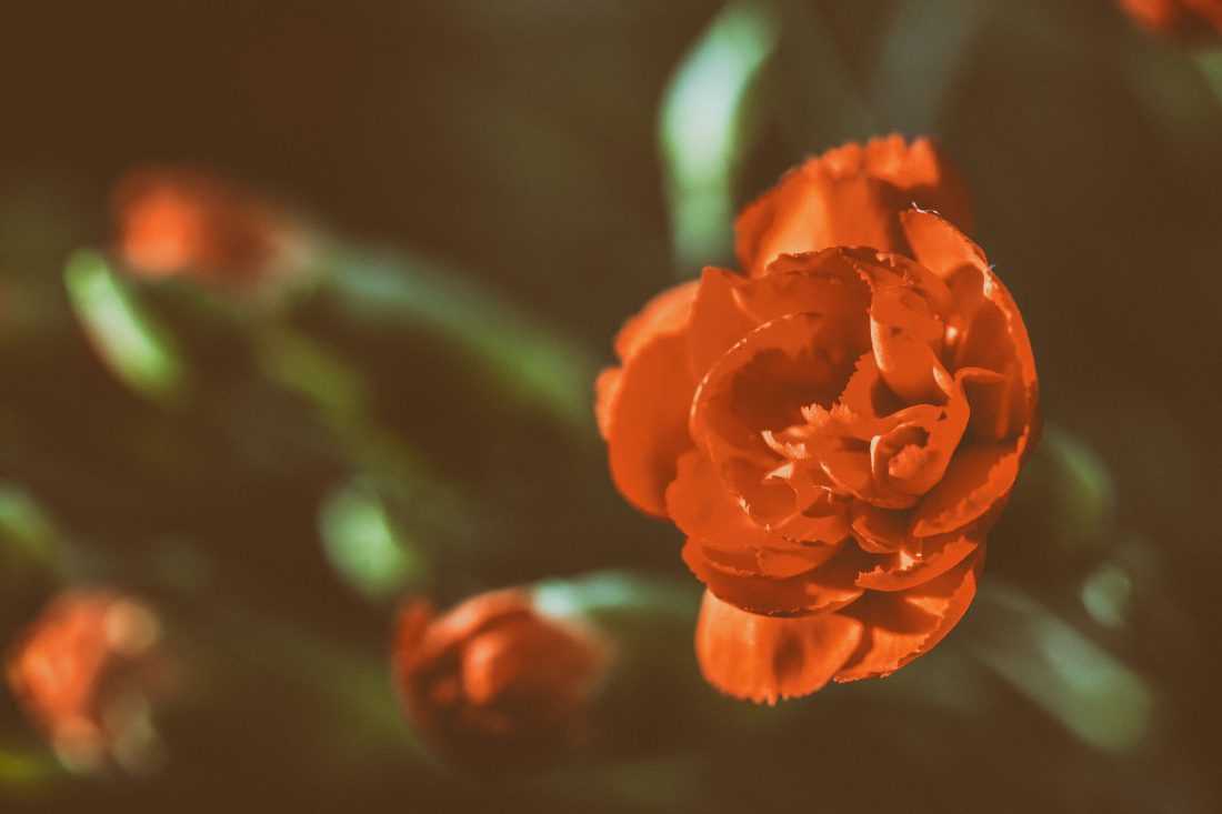 Free stock image of Red Rose