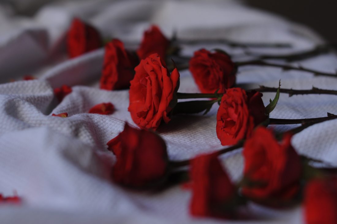 Free stock image of Red Roses