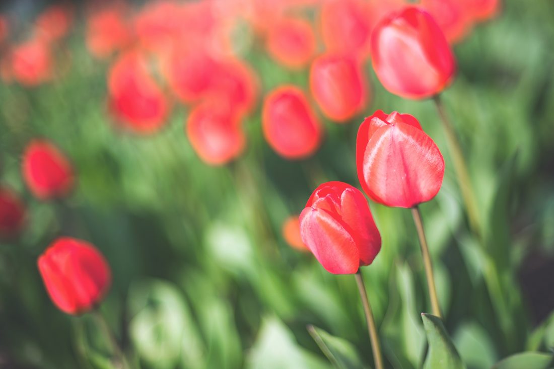 Free stock image of Red Tulips
