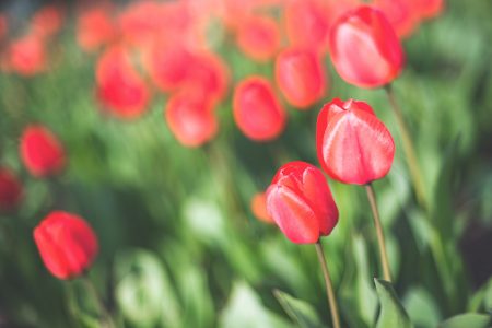 Red Tulips