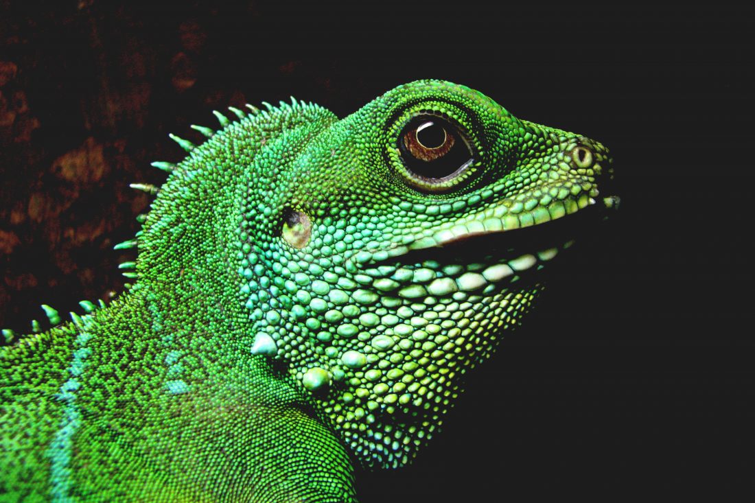 Free stock image of Iguana Lizard