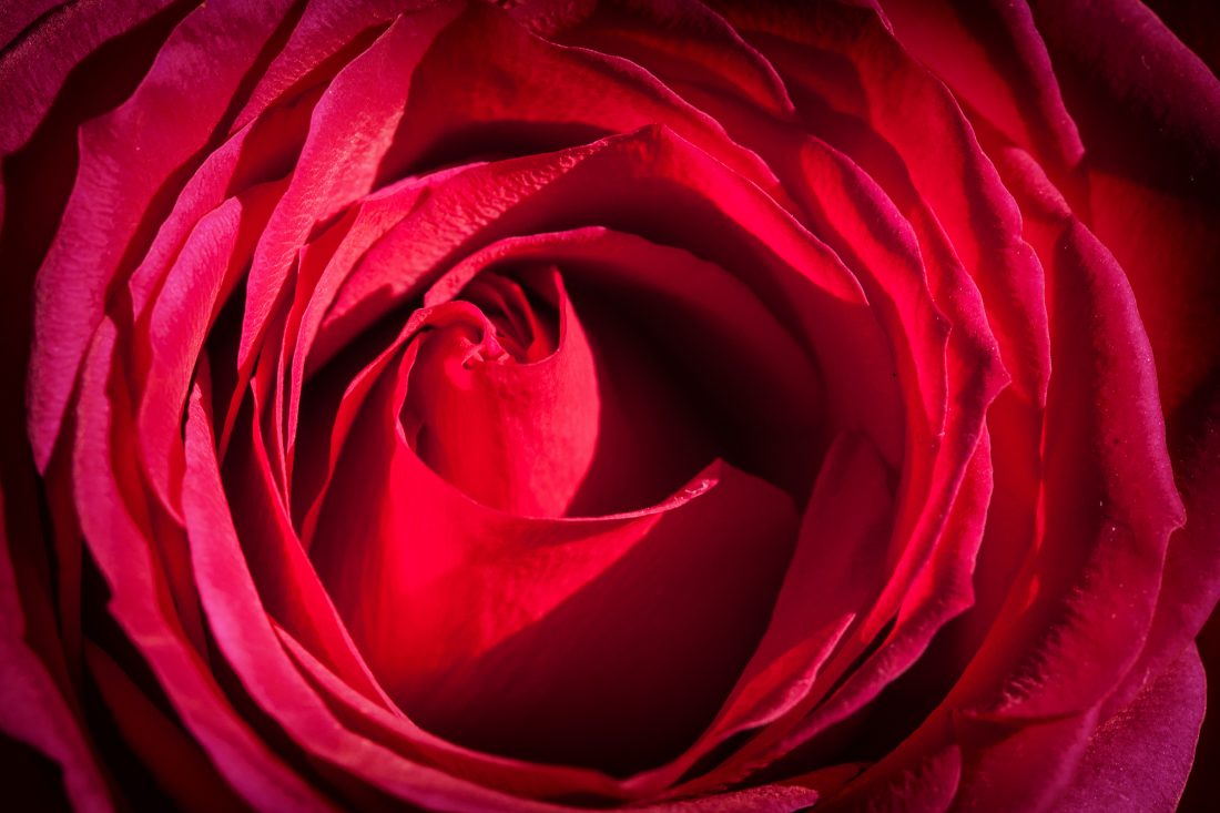 Free stock image of Rose Flower Details