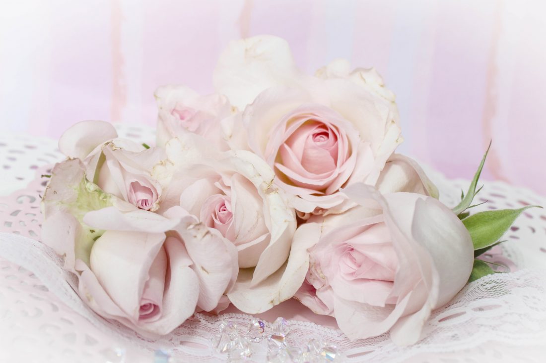 Free stock image of Wedding Roses