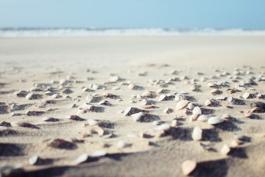 Free stock image of Sea Shells On Beach