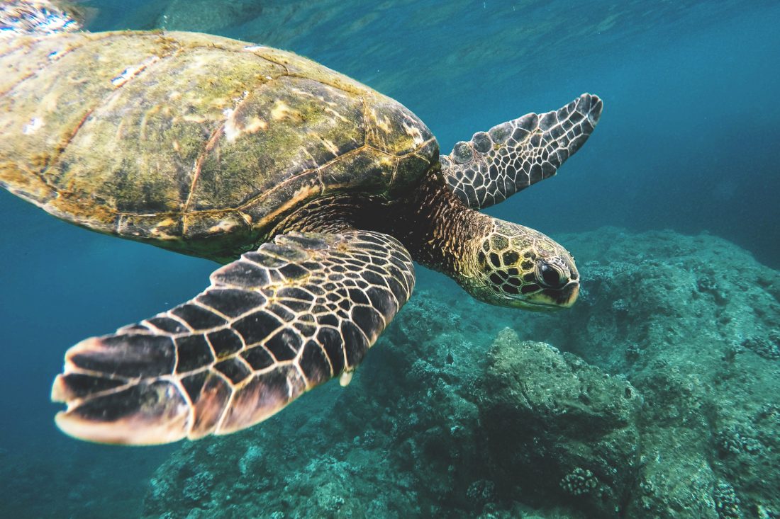 Free stock image of Sea Turtle