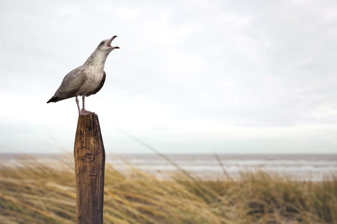 Free stock image of Seagull Bird