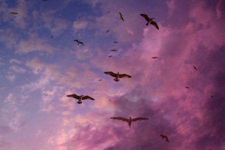 Seagulls in Purple Sky