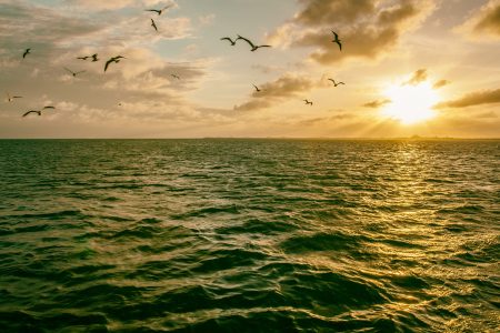 Seagulls At Sunset