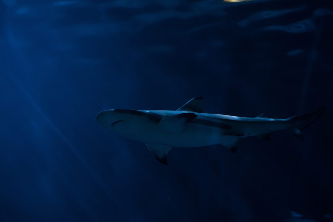 Free stock image of Shark in Sea Ocean