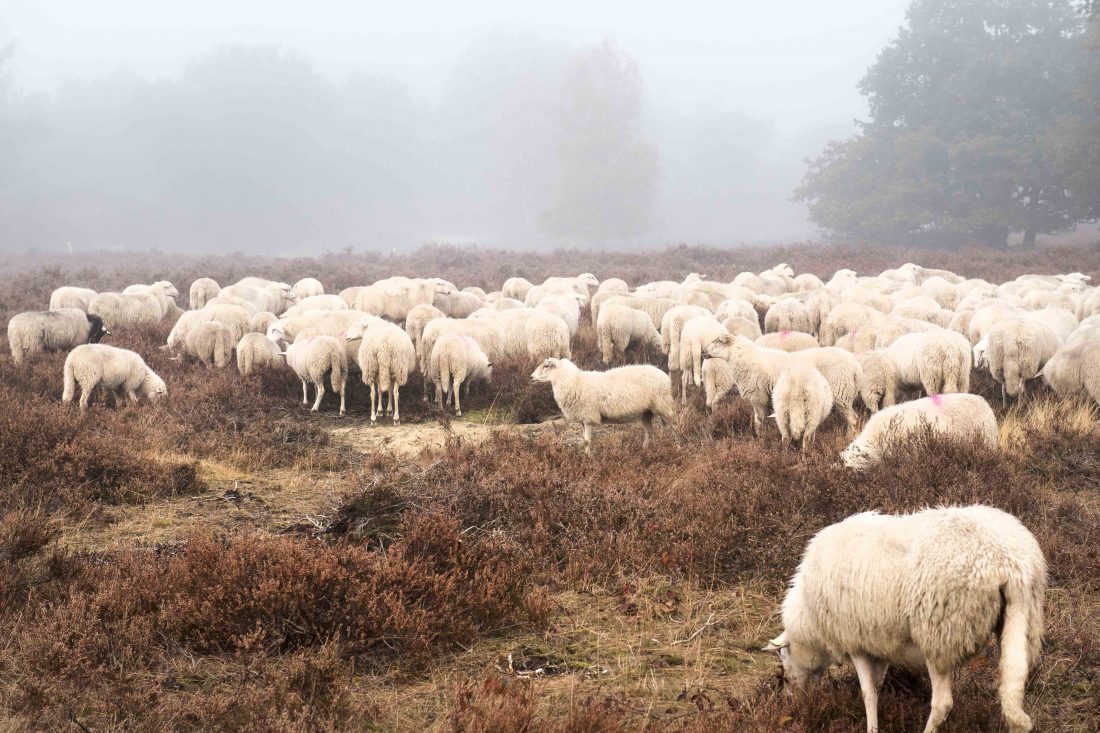 Free stock image of Sheep in Field