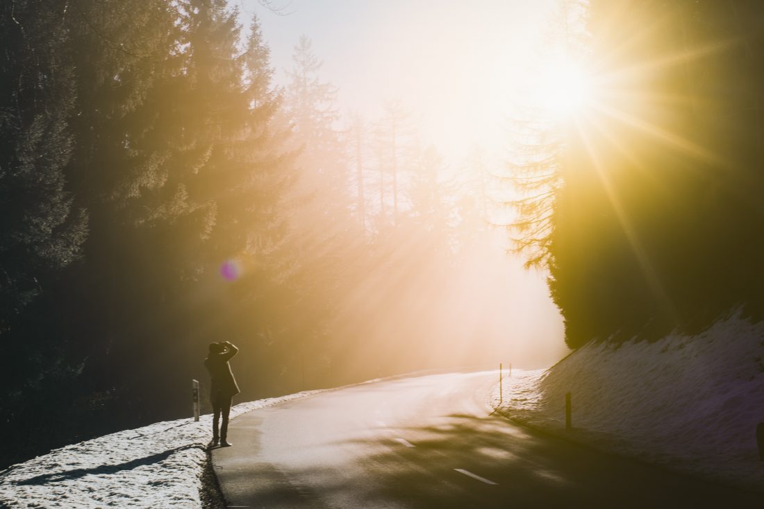 Free stock image of Bright Sunlight in The Forest