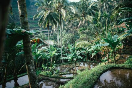 Rice Terrace in Bali