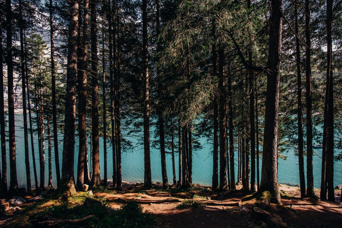 Free stock image of Viewing the Lake Through Trees