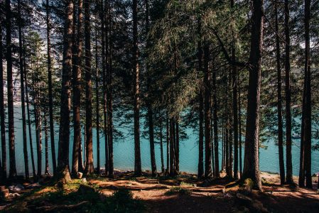 Viewing the Lake Through Trees