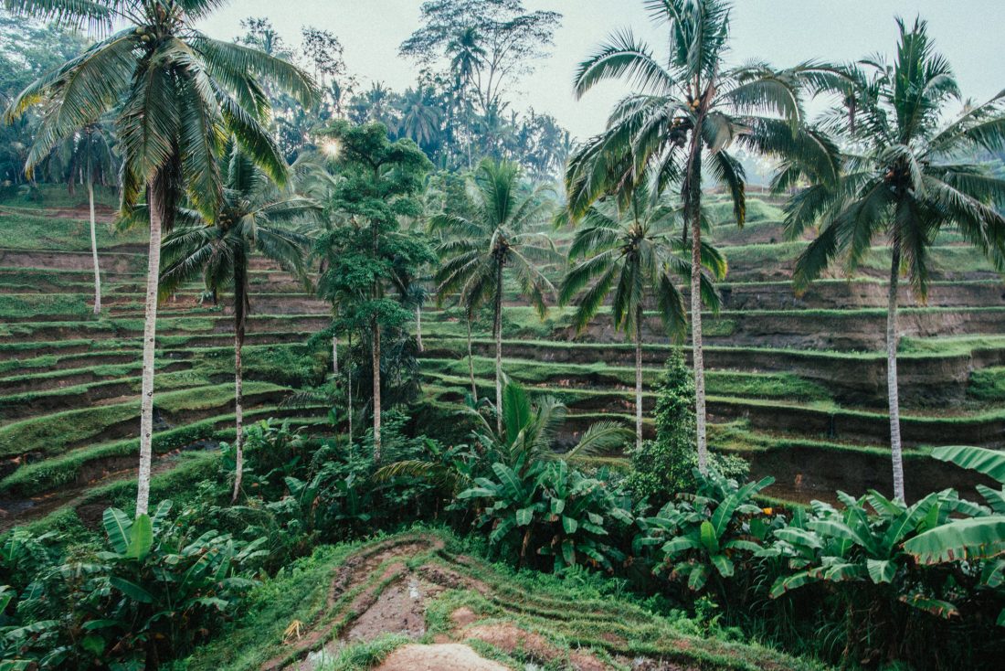 Free stock image of Rice Terraces Bali