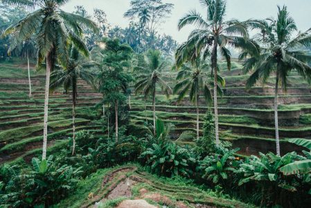 Rice Terraces Bali