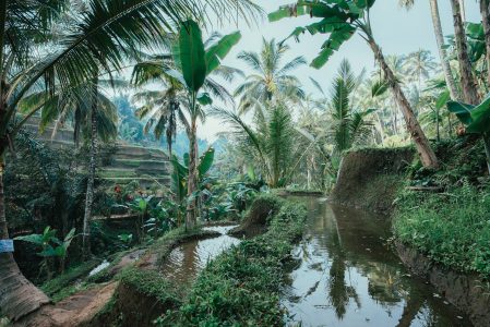 Rice Paddy in Bali