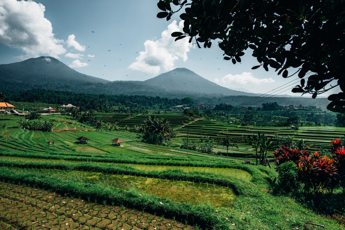 Free stock image of Rice Paddy in the Morning