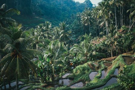 Rice Paddy & Palm Trees