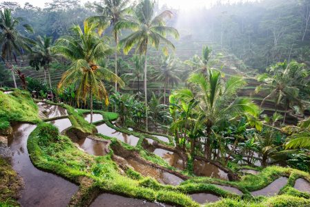 Rice Paddy at Daybreak