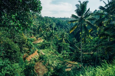 Rice Paddy Surrounded by Trees