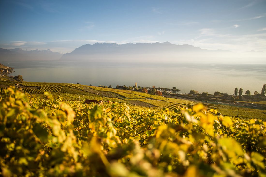Free stock image of Vineyard View in the Morning