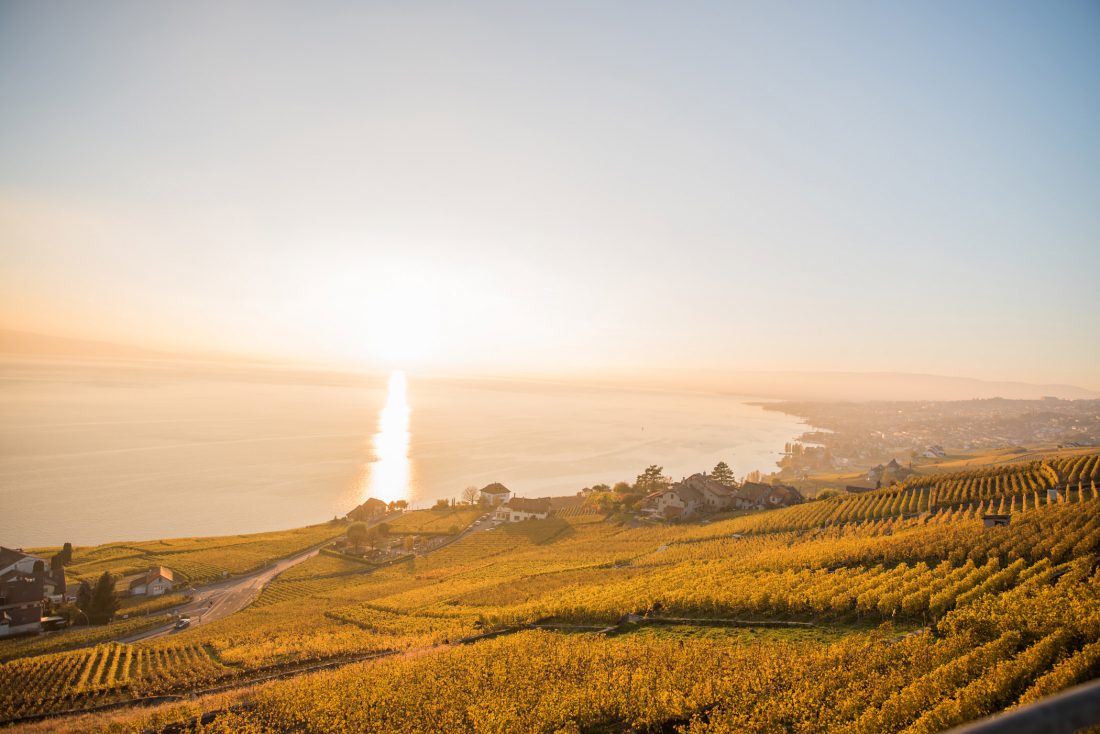 Free stock image of Vineyard View at Sunset