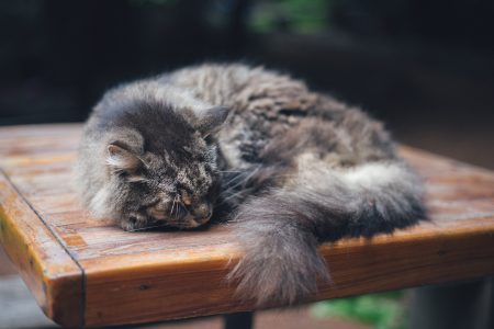 Sleeping Cat