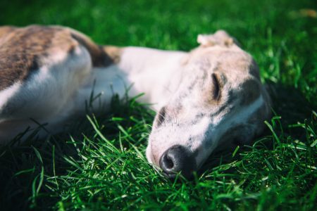 Sleeping Whippet