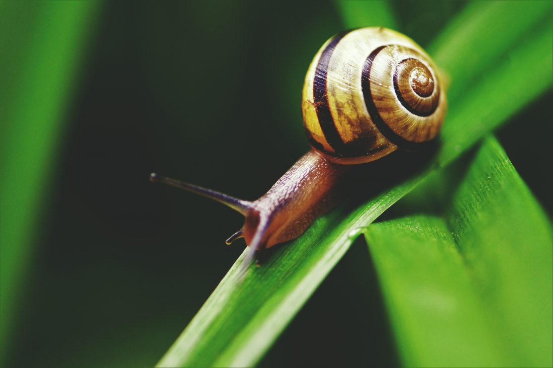 Free stock image of Snail on Leaf