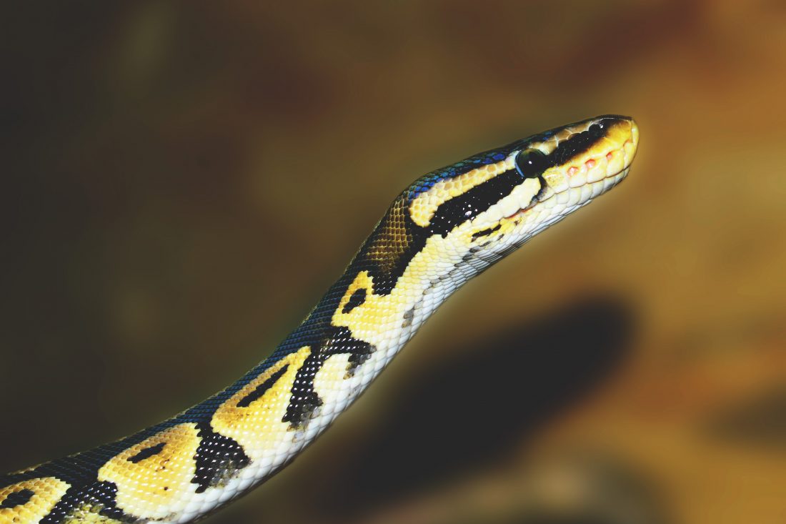 Free stock image of Python Snake