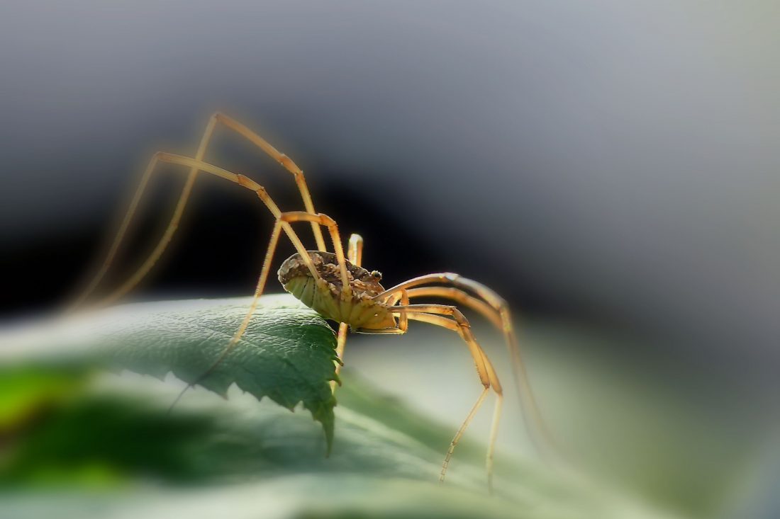 Free stock image of Spider