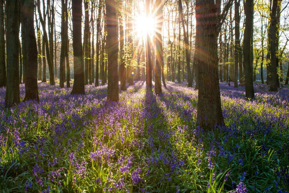 Spring Bluebell Flowers