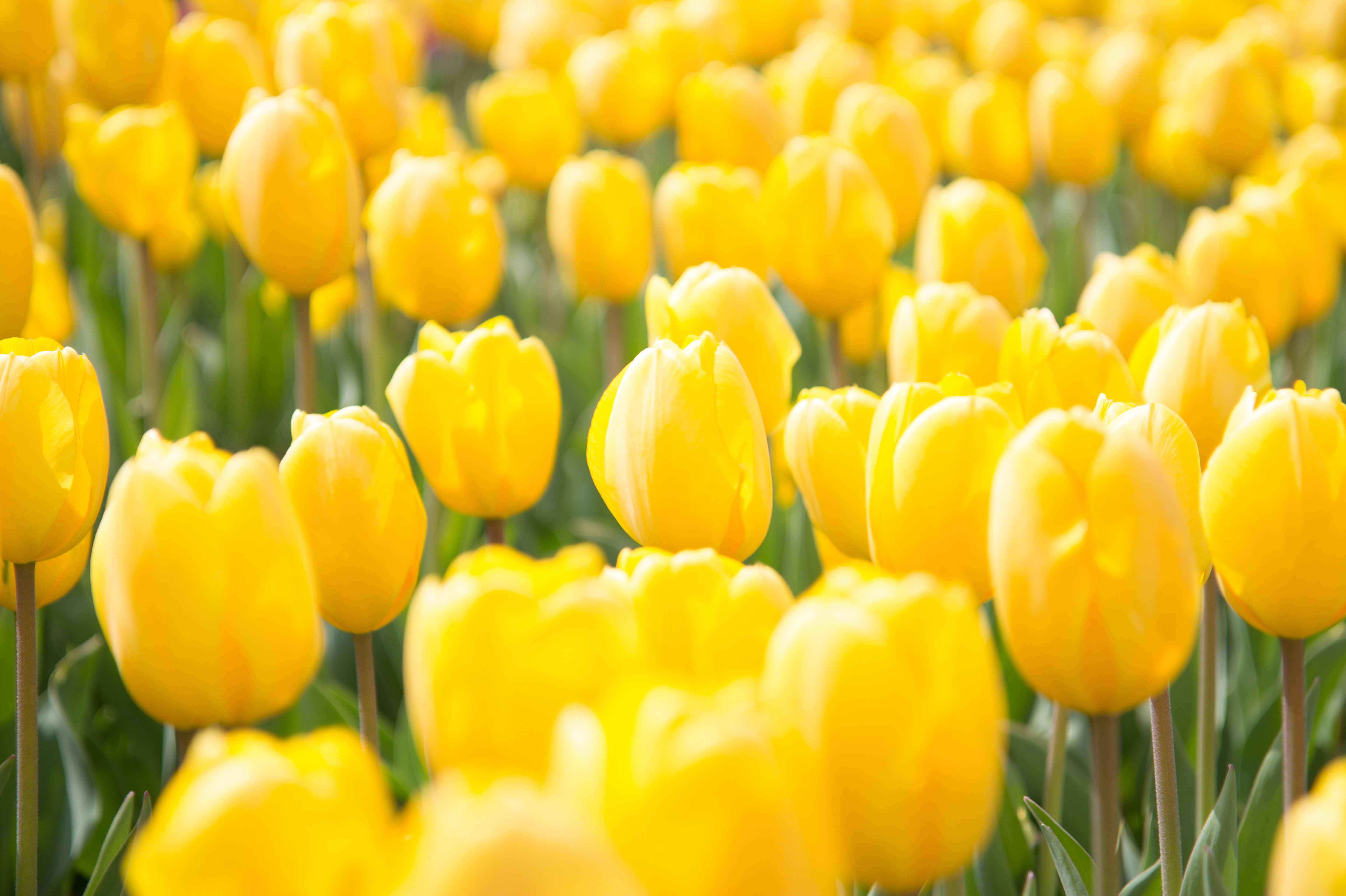 Spring Flowers Free Stock Photo ISO Republic