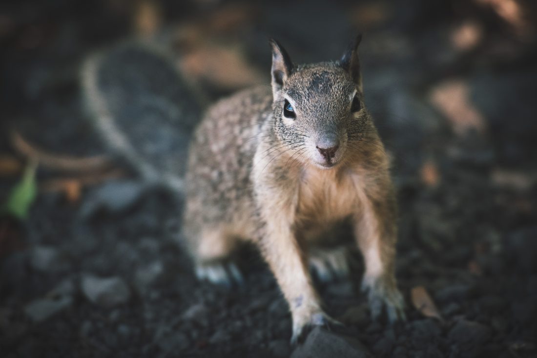 Free stock image of Curious Squirrel